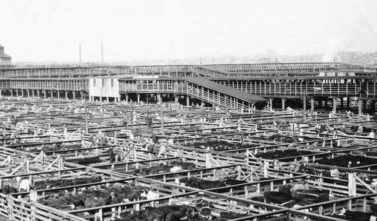 Rooftop view overlooking pens filled with cattle, circa 1929.