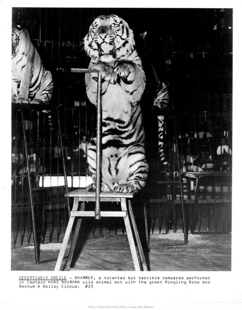 Circus Tiger | KC History
