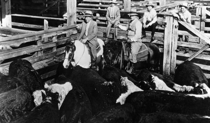 Commission man and buyer at cattle pen, circa 1930s-40s.