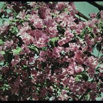 Bougainvillea Blossoms