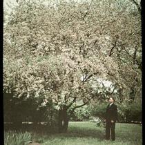 Man Under Flowering Tree