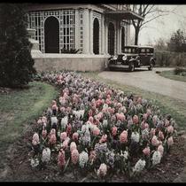 Hyacinths and Driveway of M. B. Nelson