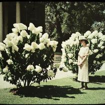White Hydrangeas with Unidentified Woman
