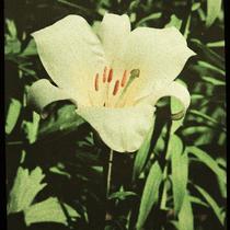 Regal Lily Blossom