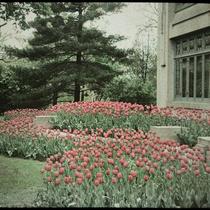 Window and Tulips of Robert Sutherland