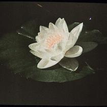 White Water Lily Flower
