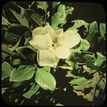 Southern White Magnolia Flower