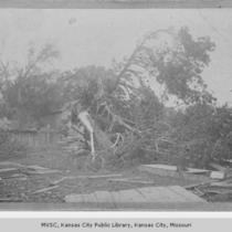 Tornado Damage to Tree