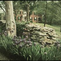 Stone Wall, Stump, and Iris by the Road Entrance of Isaac P. Ryland