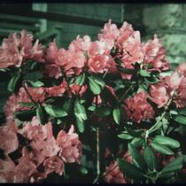 Rhododendron Blossoms of W. W. Dortch