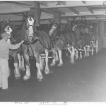 Clydesdale Horses and Wagon