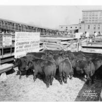Kansas City Stockyards, Steer Herd