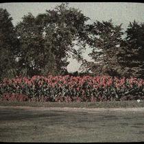 Croton Flowers in Swope Park
