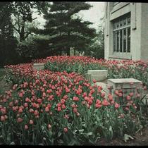 Window and Tulips of Robert Sutherland