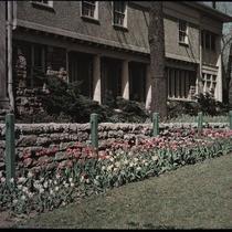 Tulips and House of T. H. Mastin