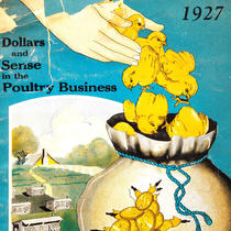How to Change Chicks to Gold: Dollars and Sense in the Poultry Business