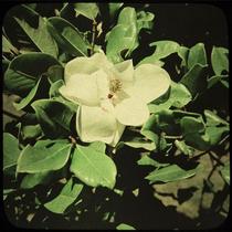 Southern White Magnolia Flower