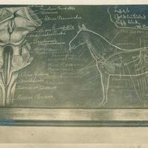 Veterinary School Classroom Blackboard