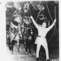 Performing Circus Horses
