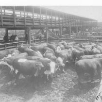 Stockyards, Cattle Pens
