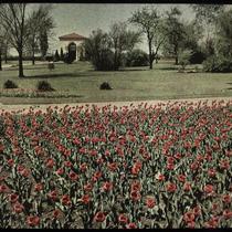 Tulips at Rose Hill Cemetery Entrance