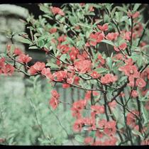 Japanese Quince Blossoms
