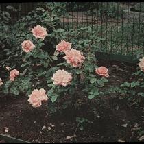 "Alred E. Smith" Roses