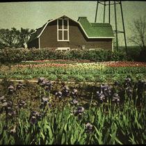 Iris, Tulips, and Corn Barn of Thor W. Sanborn