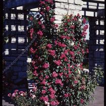 "Blaze" Roses on Municipal Rose Garden Pergola