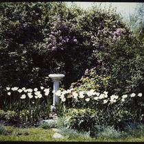 Tulips, Lilacs, and Fountain of Henry J. Haskell