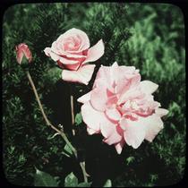 "J. Otto Thilow" Roses in Three Stages