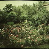Rose Garden of Clifford B. Smith