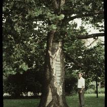 Historic Sycamore Tree with Unidentified Man