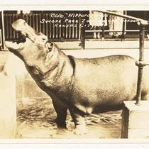 Cleo, Hippopotamus Swope Park Zoological Garden Kansas City, Mo.