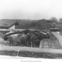 Pigs in Enclosure