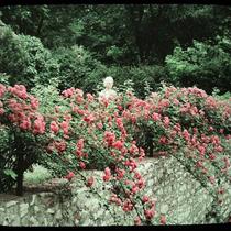 Paul's Scarlet Climber Roses