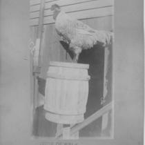 Rooster on Barrel