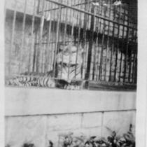 Swope Park Zoo, Tiger in Cage