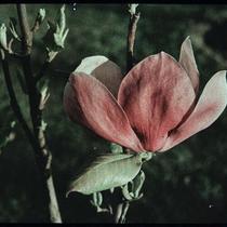 Dark Red Magnolia Flower